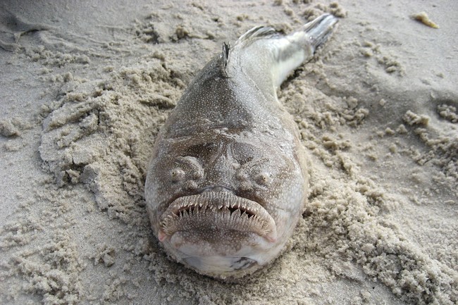 As you can see, its face sits at the top of its head -- and not even the fish itself is comfortable with it.