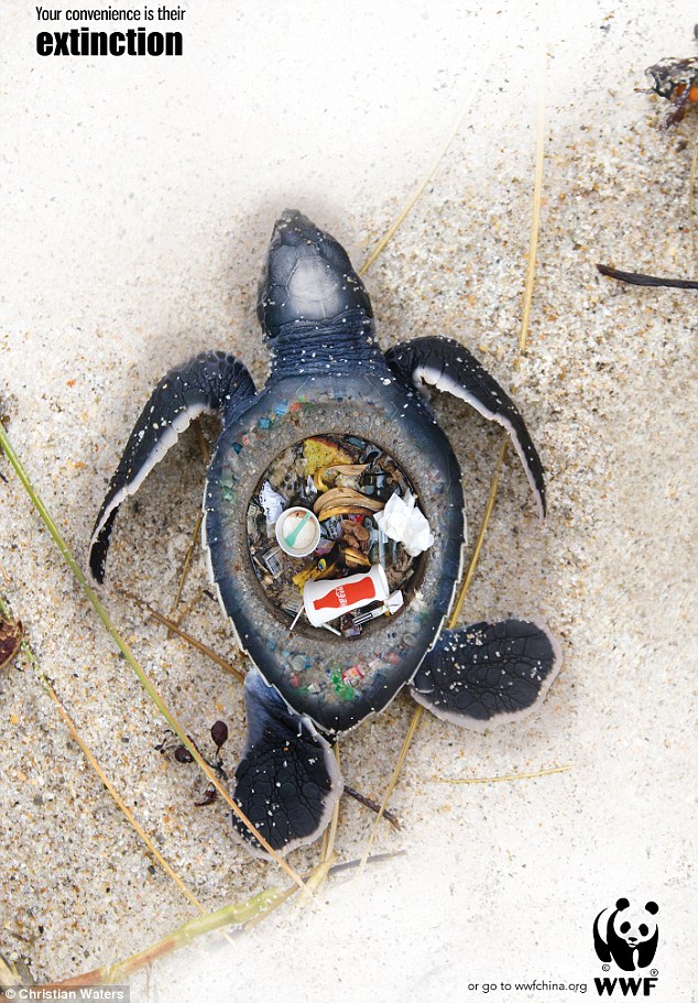 Horrific: This image lays bare the devastating effects trash left on beaches has on the world's sea life