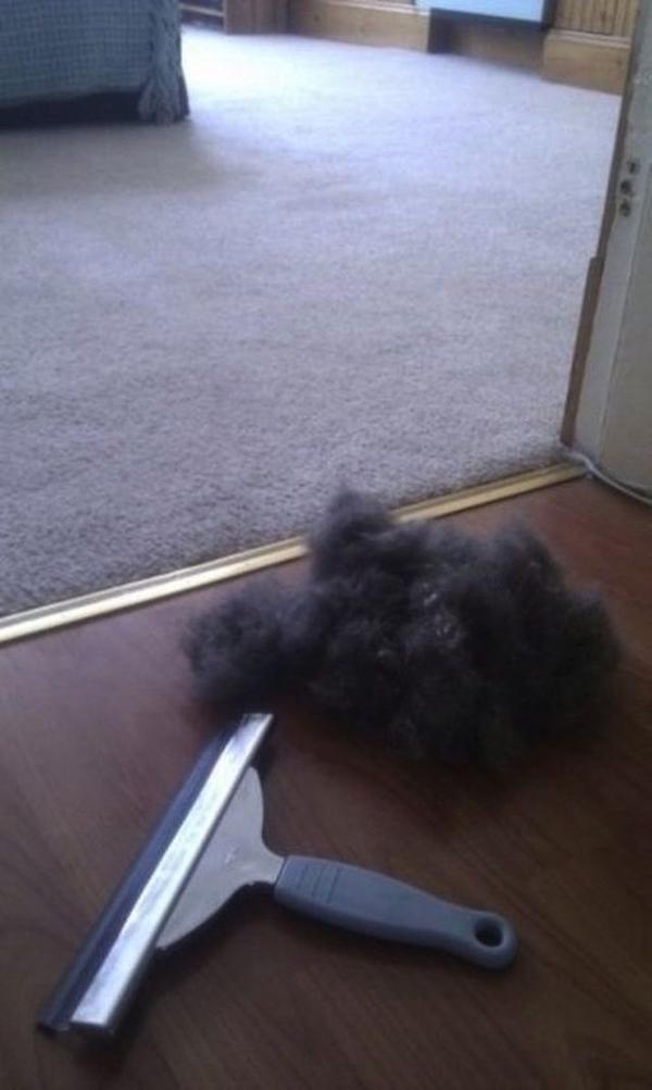 You can easily remove pet hair from your carpet with a squeegee.