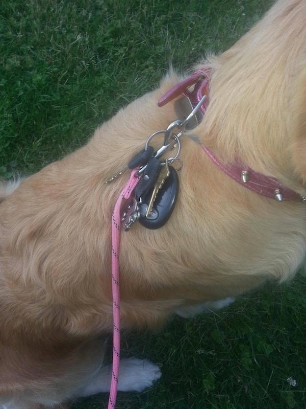 No pockets in your running shorts but have a dog? Here’s the best place for your keys.