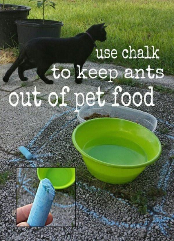 Draw a chalk line around your pet's food and water bowls if kept outside. Ants won’t cross a chalk line because it interferes with their ability to follow scent trails left by other ants.
