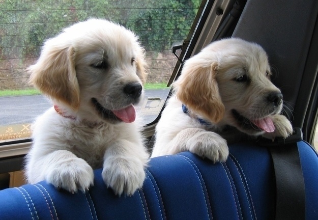 All smiles for their first car ride.