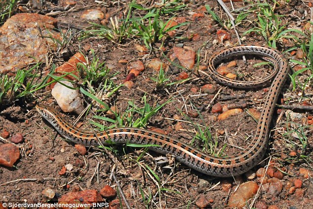 Reclusive: The rare reptile looks more like a snake, but on closer inspection it actually has four tiny legs that make it a type of lizard