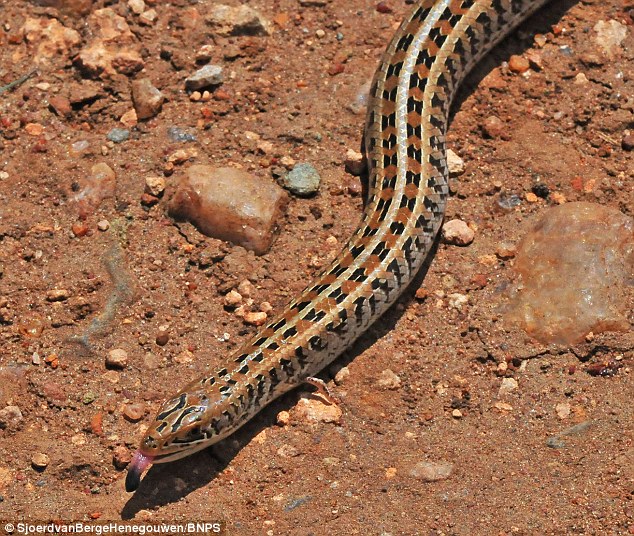 The Western Serpentiform skink, found in east Africa in countries like Kenya, Zambia and Tanzania, has a notched tongue rather than the forked tongue of a snake
