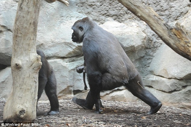 Grief: The ten-year-old gorilla could be seen walking frantically through her cage at Frankfurt Zoo in Germany, desperate for her dead baby to wake up