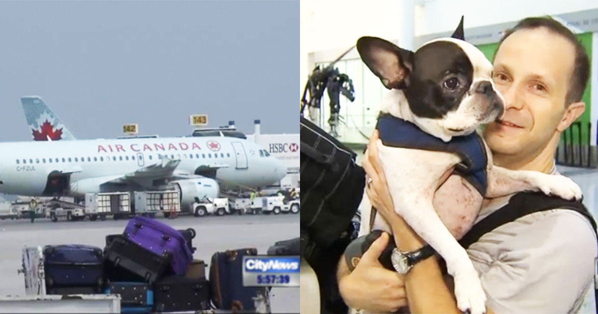Pilot Re-Routes Plane To Save Dog's Life And It Was Worth The Extra $10,000 In Fuel