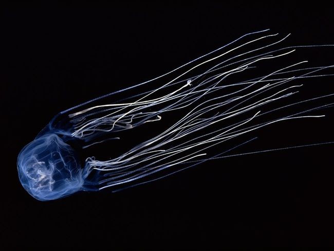 Commonly found along the Great Barrier Reef, each corner of the box jellyfish has about 15 tentacles. Each tentacle contains about 500,000 cnidocytes, which are explosive cells that inject venom into the victim.