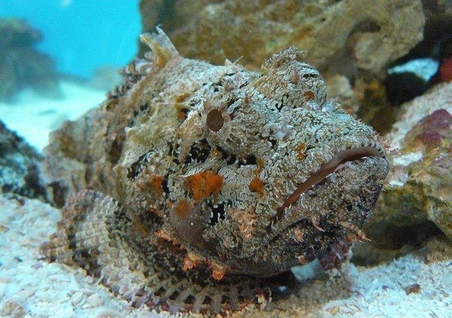 The sneaky stonefish can look like a rock or coral reef, but it is one of the most venomous fish in the world. Its spines, located on the dorsal fin, inject toxic venom that causes immense pain and possible death.