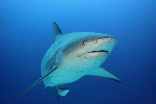 Like tiger sharks, aggressive bull sharks also lurk in warm, shallow waters, giving them more interaction with humans than any other shark.