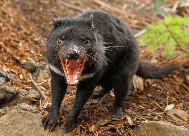 Found only on Australia's island state of Tasmania, Tasmanian devils are considered the largest carnivorous marsupial in the world. The crazy critters shake nervously or become still when faced with a human. They have been known to consume the corpses of murder victims and there are also persistent myths of the devils eating unlucky humans that wander into the forest.
