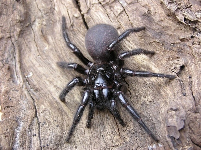 The charming Sydney funnel web spider can grow up to 2 inches long. Their intense venom is toxic enough to cause serious injury and death if left untreated, and an aggressive defensive behavior causes them to strike multiple times when they bite.