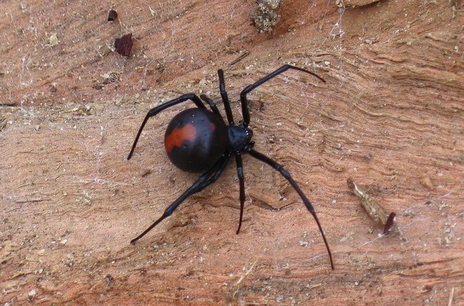 The infamous redback spider is responsible for the most incidences that require antivenom, more than any other venomous creature in all of Australia, including this list. Each year 2,000 to 10,000 humans in Australia are bit by these warrior spiders.