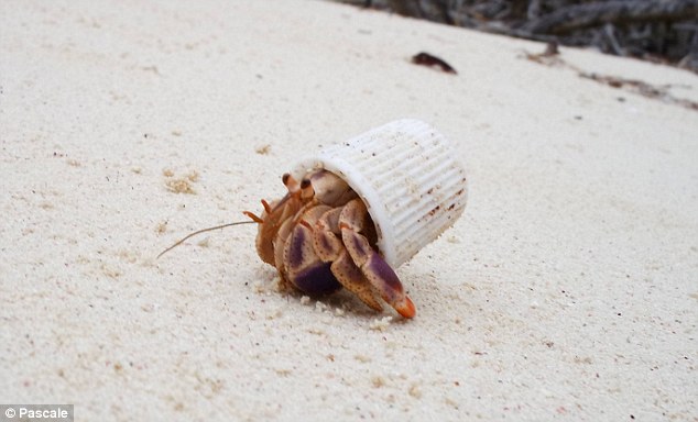 Homeless and desperate, this hermit crab has resorted to using a toothpaste lid to protect its body. This image, uploaded by Reddit user HScmidt, after his girlfriend spotted the tiny crab roaming a beach in Cuba