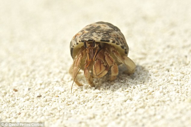 Hermit crabs use second-hand shells for shelter and to give their soft bodies extra protection from predators. The crabs frequently need to find new homes, usually in the form of other shells, as they grow larger