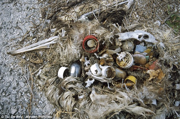 Last year, a horrific picture of an albatross chick, dead on a beach in the north Pacific, highlighted the scale of the global problem. Scientists believe the dozens of discarded bottle tops, fishing nets and splintered plastic in its stomach were fed to the bird by its parents