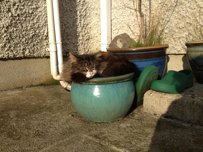 The wily cat plant: