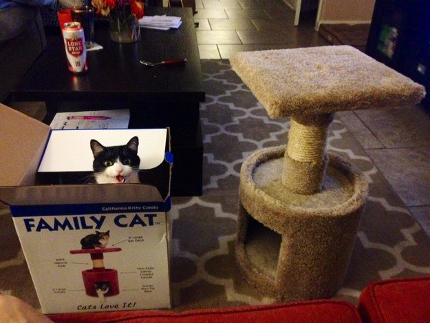 This cat who whined about a cat tree for years, got it, and then just sat in the frickin' box.