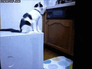 31 Cats Who Just Want To Watch The World Burn