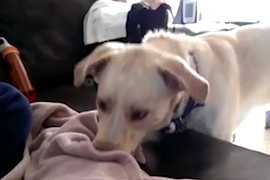 Dog tucks baby into bed with its nose, and it's adorable