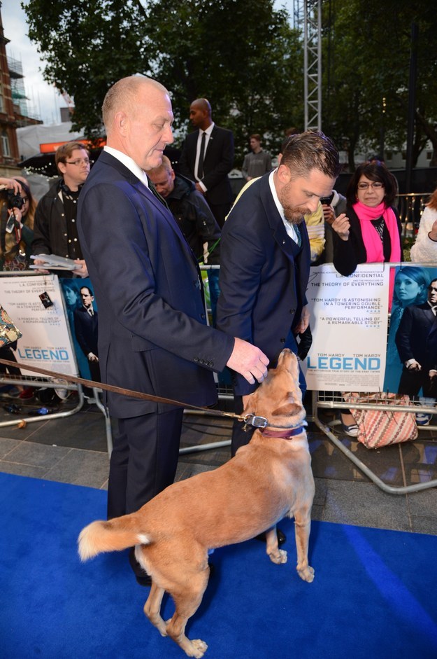Here's Tom's dog, Woody, walking the blue carpet at the Legend premiere in London.
