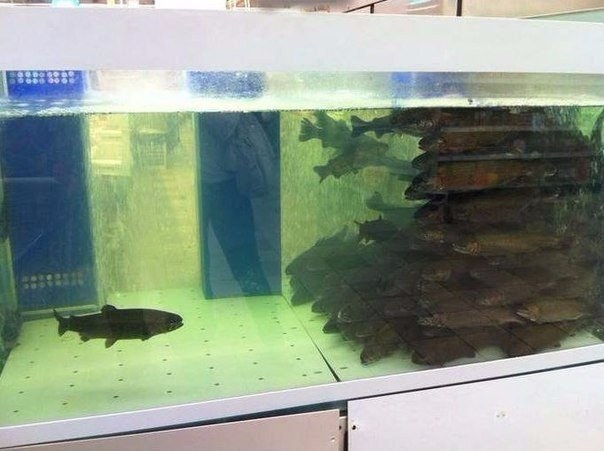It looks like this fish tank: