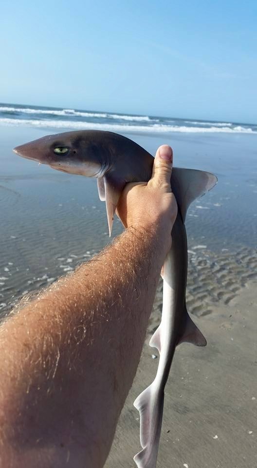 Because sharks aren't always that tough: