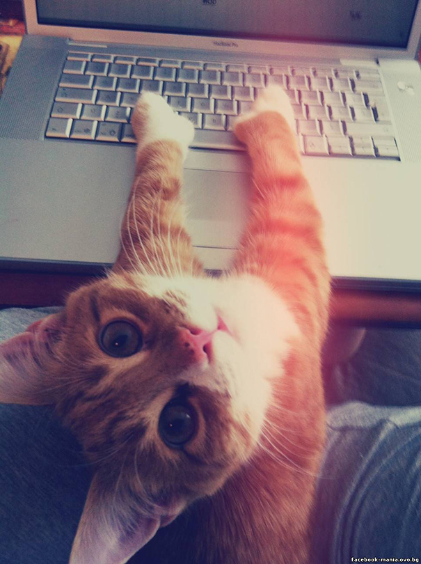 On The Internet Nobody Knows You're A Cat, Nobody!