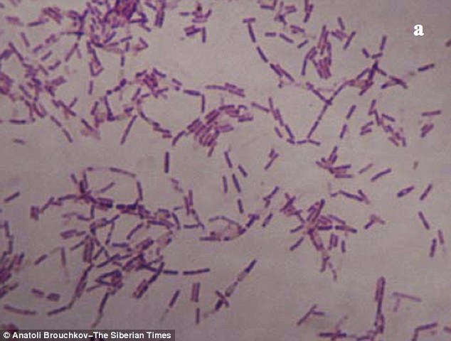 Russian scientists claim to be making progress in adapting an 'eternal' bacteria called Bacillus F (pictured) to improve the longevity of humans. The bacteria, found in permafrost, is thought to be 3.5 million years old