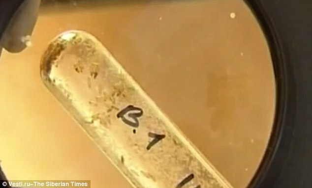 They revealed they have unlocked the DNA of the bacteria and are now seeking to understand the genes which have allowed its  survival in the Siberian permafrost. An image of the bacteria in a test tube is shown