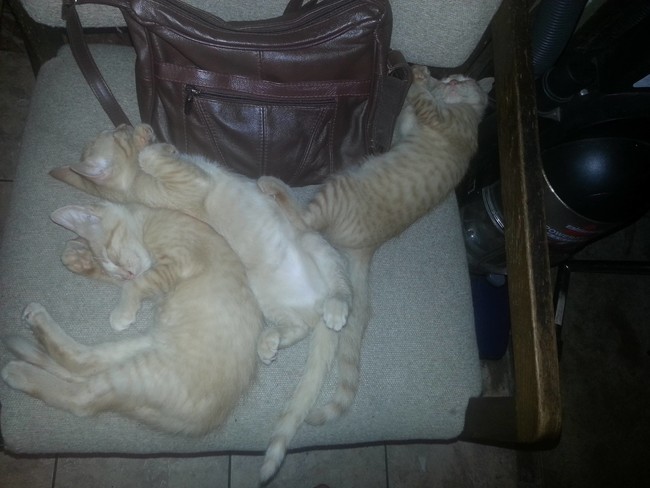 These cat burglars couldn't resist a few winks.