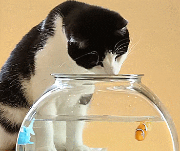 Place the Robo Fish in the water bowl and watch it come to life.