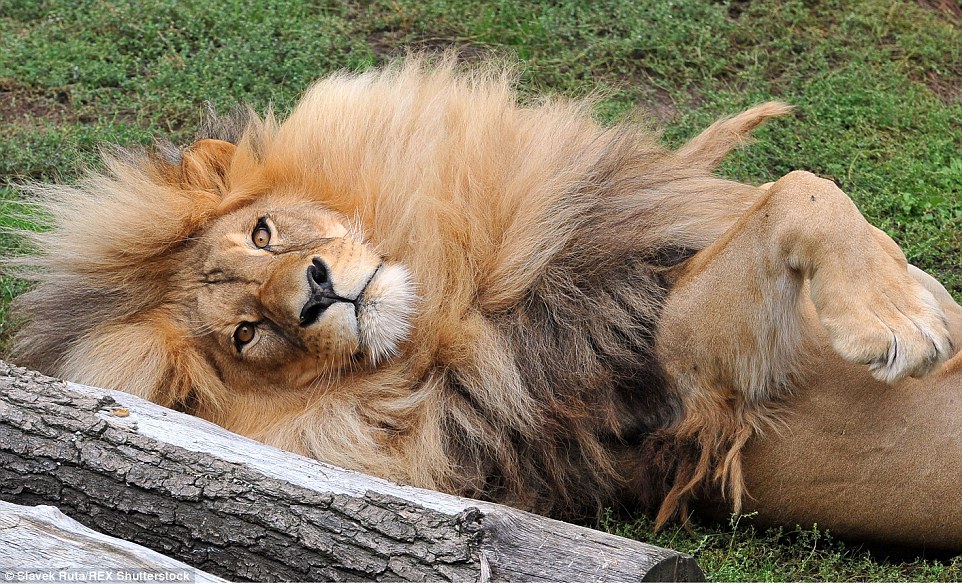 Because he's worth it: Relaxing on the grass Leon shows off his impressive mane, which appears to be relatively low maintenance