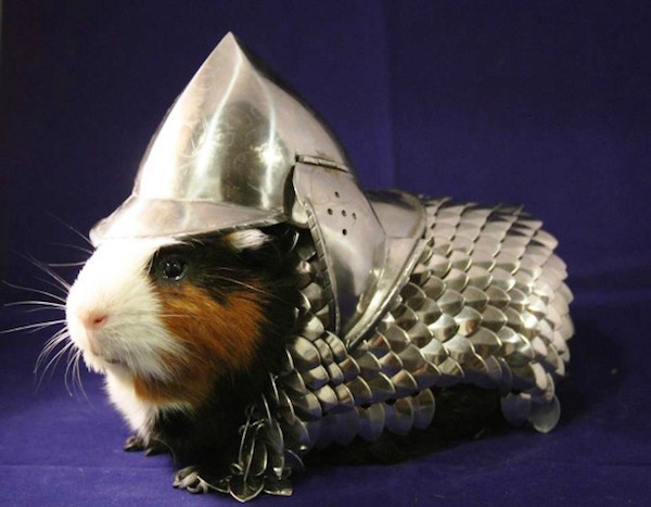 Guinea pig armor

An elaborately fashioned guinea pig suit of armor became the hit of e-Bay auctioning in 2013. The final bid was a stunning $24,300.