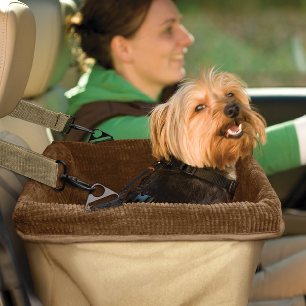 Set up a booster seat for your canine copilot.