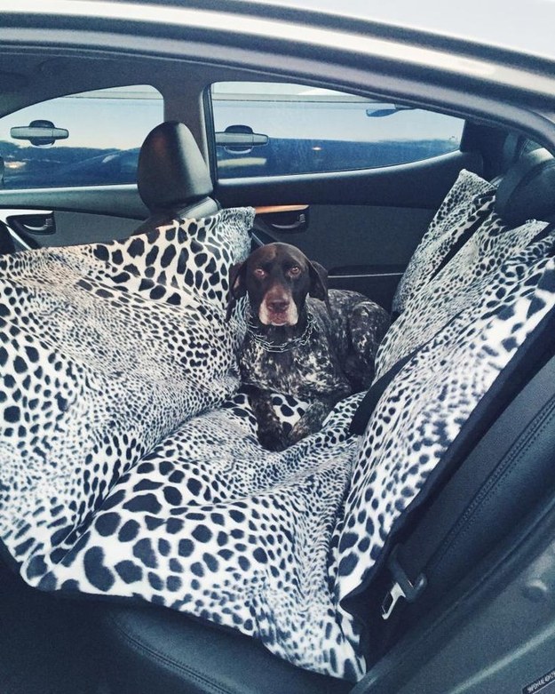 Or make a car hammock for a larger pooch.