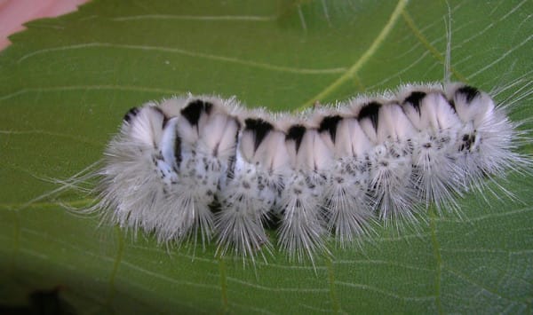 The White Hickory Tussock Moth Caterpillar may look cute and cuddly, but whatever you do, don't touch. They're native to Canada, but recently these caterpillars have found their way into states like Pennsylvania and Ohio.