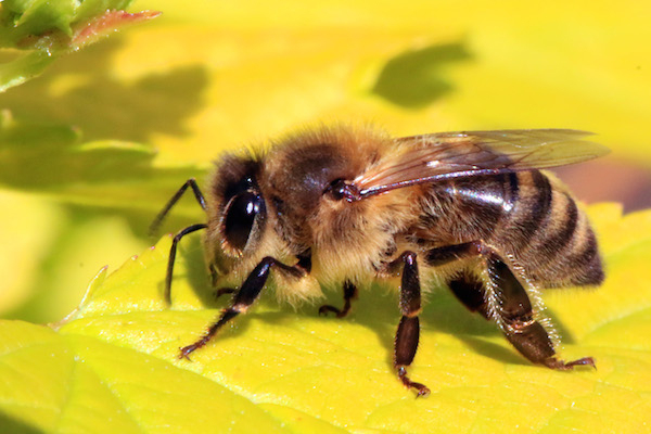 Honey Bee - Four Weeks