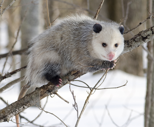 Opossum - Eight Years