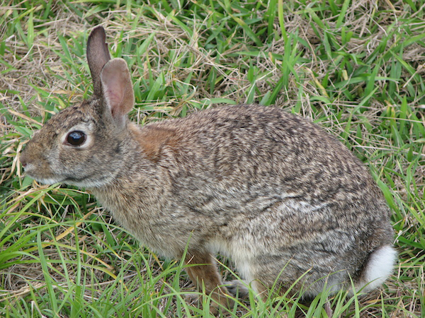 Cotton Tail Rabbit - 12 Years