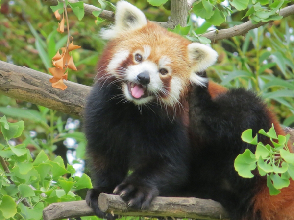 Red Panda - 20 Years