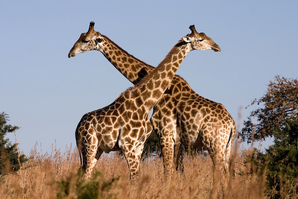 Giraffe - 28 Years
