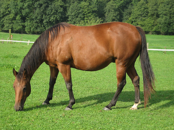 Horse - 30 Years