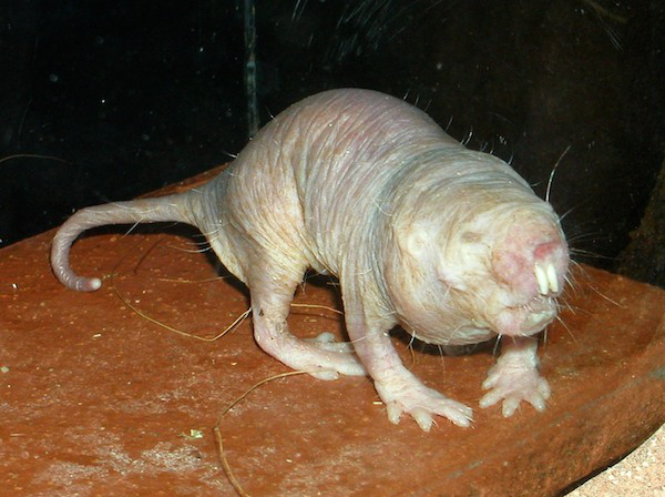 Naked Mole Rat - 31 Years