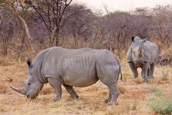 Rhinoceros - 40 Years