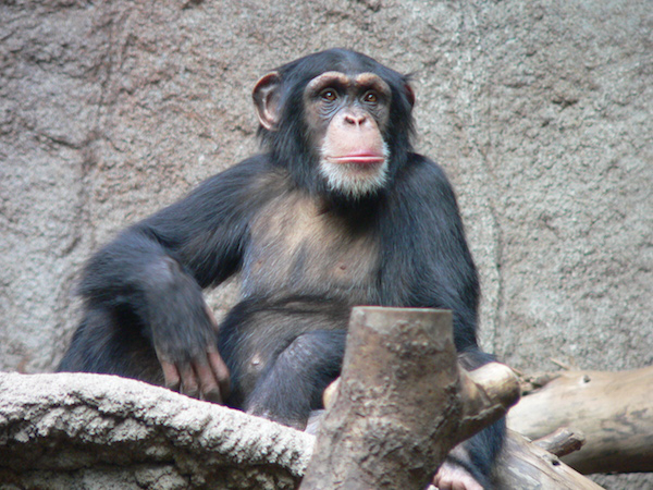 Chimpanzee - 50 Years