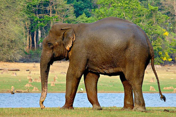 Indian Elephant - 70 Years