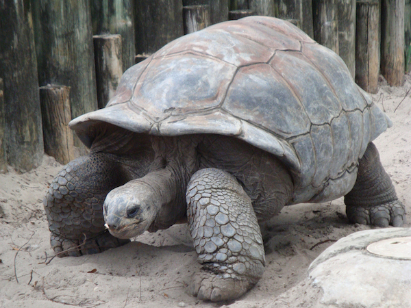 Giant Tortoise - 150 Years