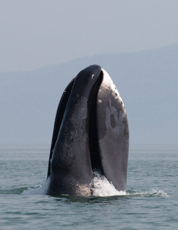 Bowhead Whale - 200 Years
