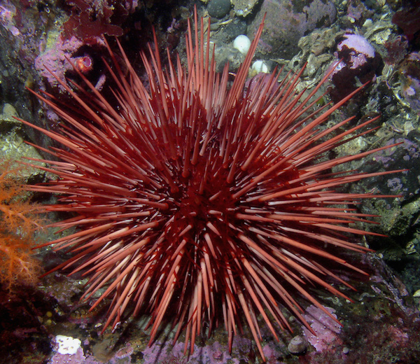 Red Sea Urchin - 200 Years