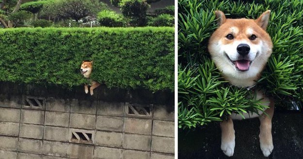This shiba who got caught on his way to work.